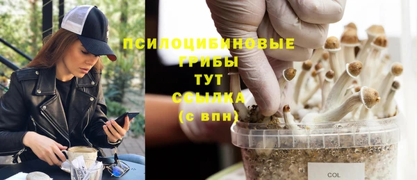 стафф Аркадак